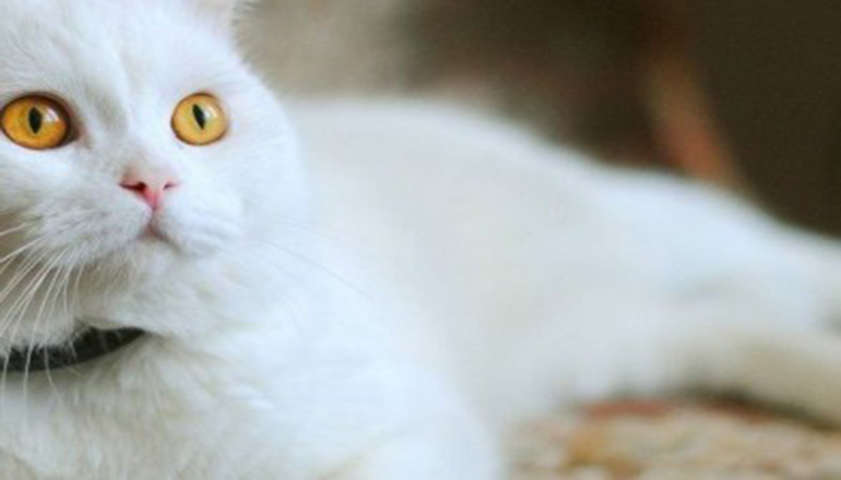 В Одессе погибла кошка-свидетель ограбления