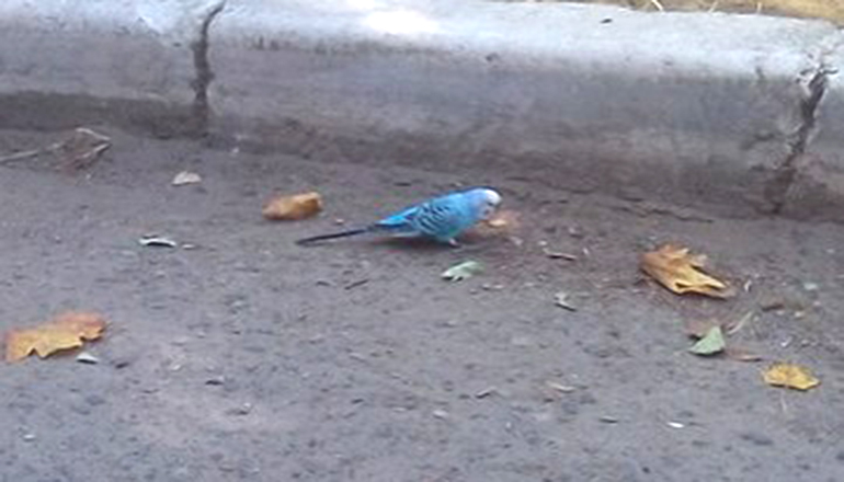 В Одессе между домами бродит голубой попугай. Фото