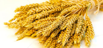 Запорожские аграрии собрали первый миллион тонн зерна