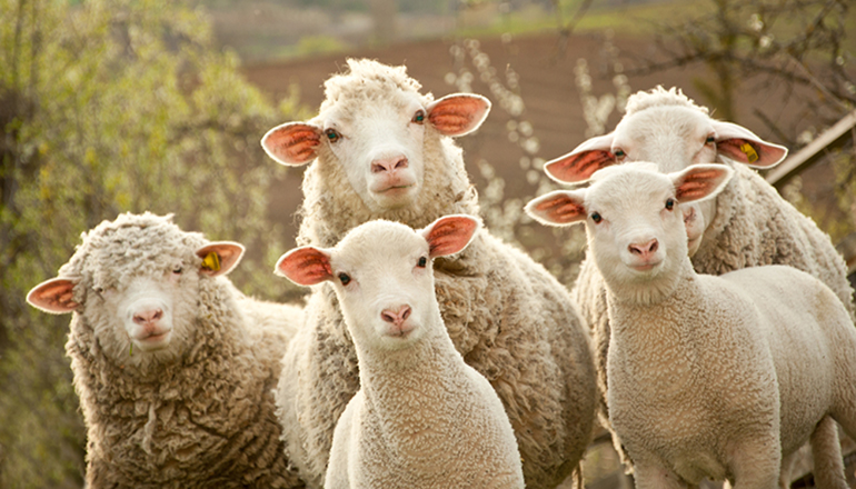 Курьез: глупая овца застряла в заборе. Фото