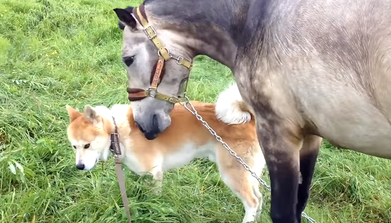 Счастливая встреча лошади и собаки «взорвала» сеть. Видео