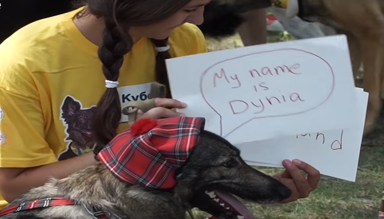 В Киеве собаки соревновались за «Кубок Барбоса». Видео