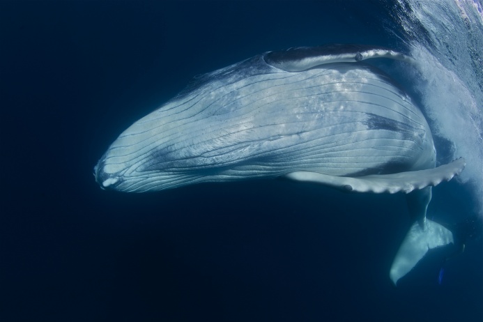 Невероятное зрелище: огромный кит подплыл прямо к берегу полакомиться