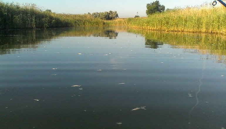 На Днепропетровщине мертвая рыба в реке пугает людей. Фото