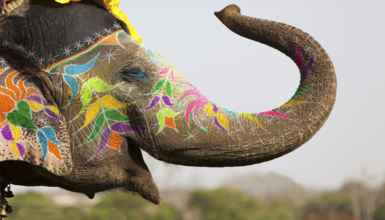 Для «Бабушки-слонихи» в Индии устроили грандиозный праздник