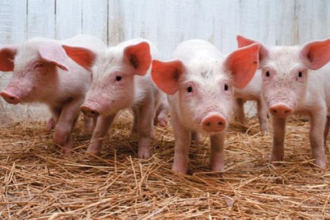 В Украине из-за вспышки африканской чумы уничтожают свиней