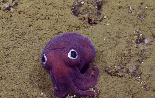 В океане нашли фиолетовую россию-коротышку, видео «взорвало» сеть
