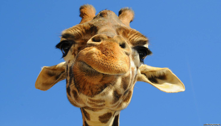Срочно: жираф Жонглер сбежал из одесского зоопарка. Фото