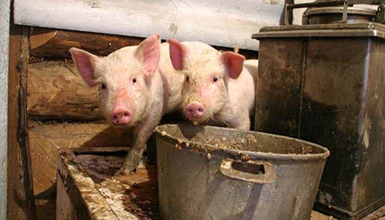 Из-за африканской чумы у свиней страдают украинцы