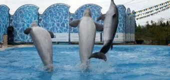 Скандал с ялтинским дельфинарием поразил сеть