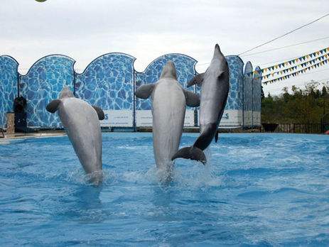 Скандал с ялтинским дельфинарием поразил сеть