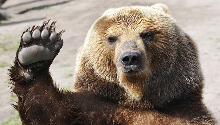Стая медведей поселилась на российской свалке. Видео