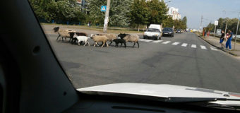 По Киеву гуляет стадо овец и коз. Фото