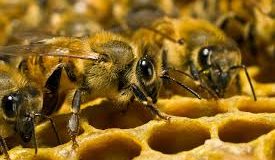 Пчелы предсказали украинцам теплую зиму