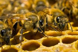 Пчелы предсказали украинцам теплую зиму