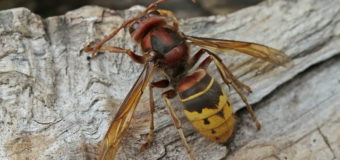 Во Львовской области мужчину убили осы