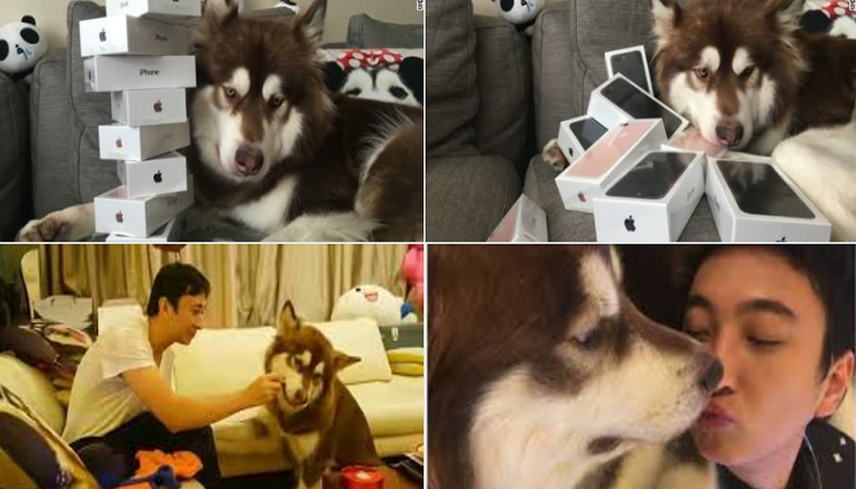 Сын китайского миллиардера подарил собаке партию iPhone 7. Фото
