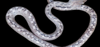 «Змею-привидение» нашли на Мадагаскаре