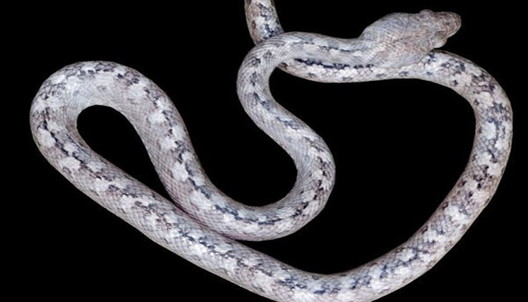 «Змею-привидение» нашли на Мадагаскаре