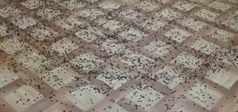 Жуткое зрелище: тысячи мокриц «напали» на строителей Керченского моста. Видео