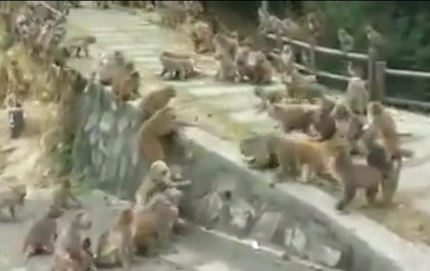 На глазах у туристов два больших клана обезьян устроили массовую драку. Видео
