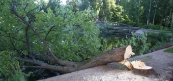 Во Львовской области дерево убило монтера