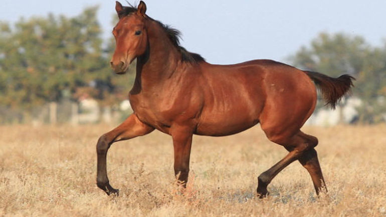 Под Киевом охотник застрелил племенную лошадь стоимостью более 50 тыс. евро