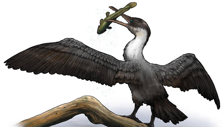 В Арктике нашли останки птицы, жившей около 90 млн лет