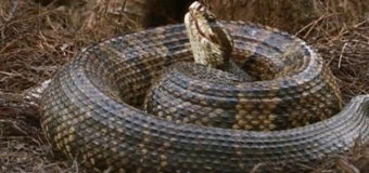 Ученые узнали, почему на людей нападают змеи