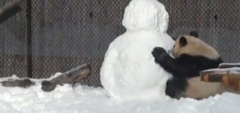 Смешная панда в снегу «взорвала» сеть. Видео