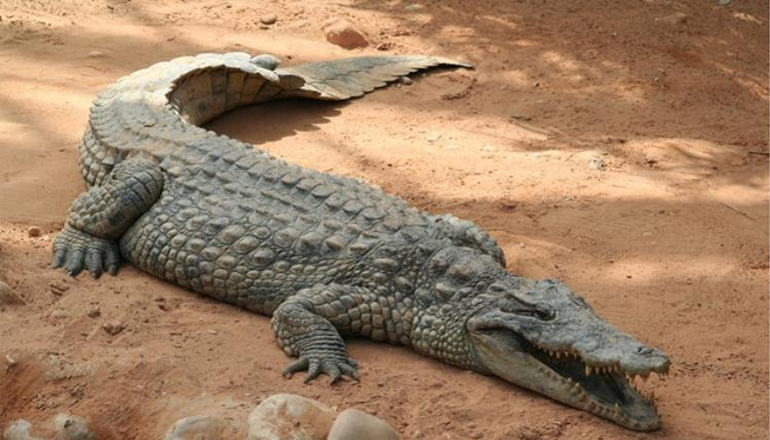 В Пензе на свалке обнаружили замёрзшего крокодила