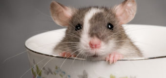 Невероятный ущерб: мыши и крысы сжирают соевые провода Toyota