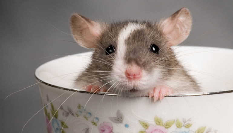 Невероятный ущерб: мыши и крысы сжирают соевые провода Toyota