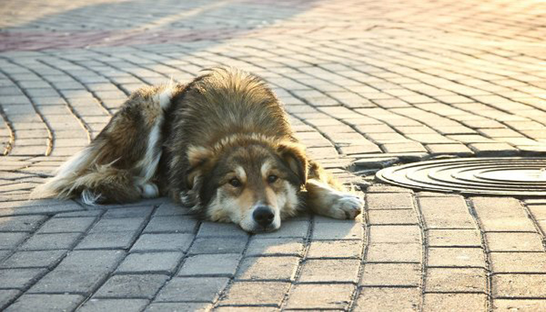 В Киеве предложили отдать МАФы бездомным кошкам и собакам