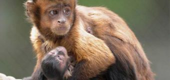 Сумские чиновники попались на покупке обезьяны
