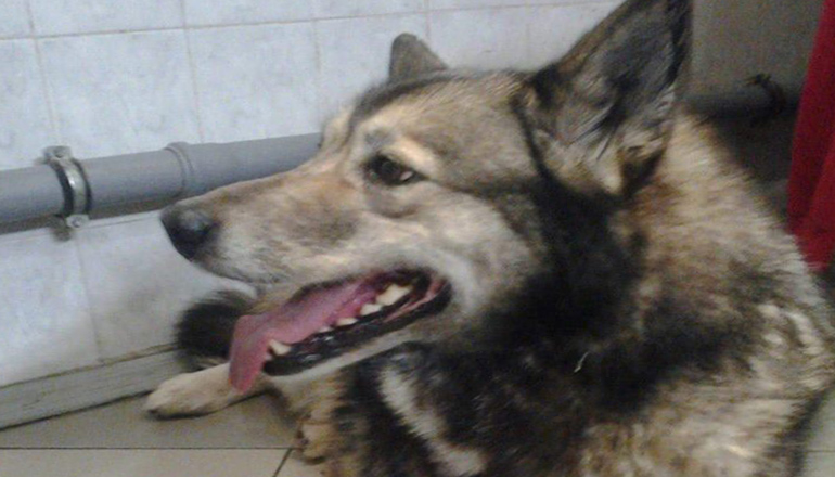 Раненая собака в Киеве сама пришла за помощью к медикам. Фото