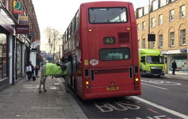 Странная сцена: лошадь пыталась сесть в лондонский автобус. Фото