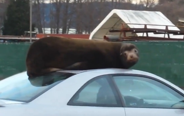 В США морской лев решил вздремнуть на крыше авто. Видео