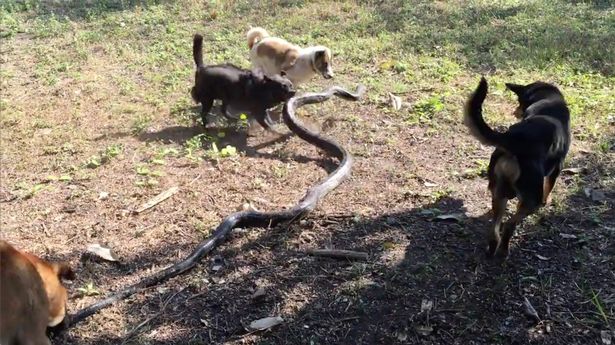 Отважные псы спасли своих хозяев от 2,5-метровой смертоносной кобры. Видео