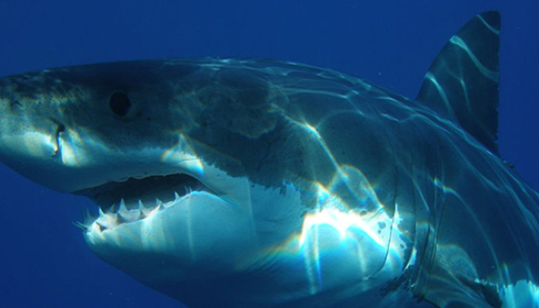 Останки акулы раскрыли тайну происхождения человека
