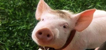 Ученые создали гибрид человека и свиньи