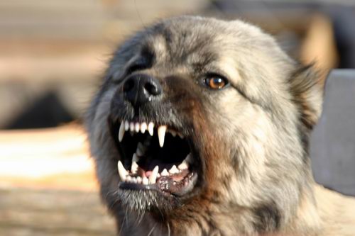В Херсонской области собака загрызла мужчину