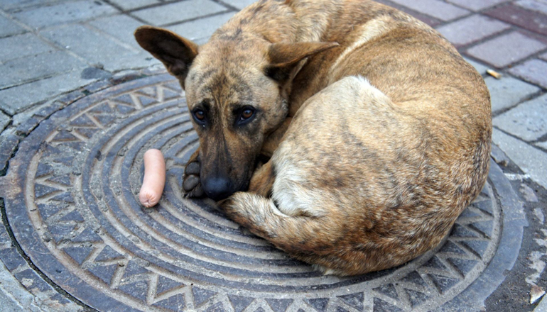 В Киеве узнали, сколько бездомных собак бегают по улицам