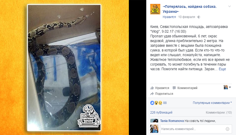 Киевляне в шоке: грабители украли сумку с двухметровым удавом
