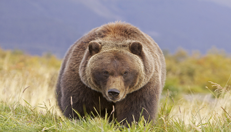 Биологи установили распорядок дня медведей