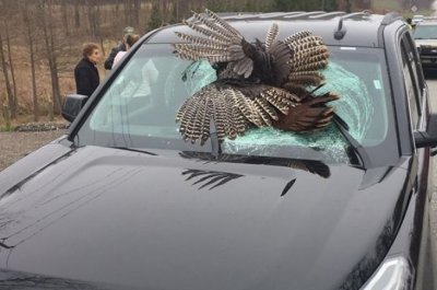 В США огромная индейка пробила лобовое стекло легкового авто. Фото