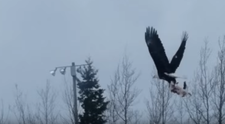 Хит Сети: дикий орел уносит домашнюю кошку в своих когтях. Видео