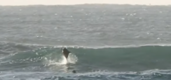 Хит сети: выпрыгнувший из воды дельфин едва не убил серфера. Видео