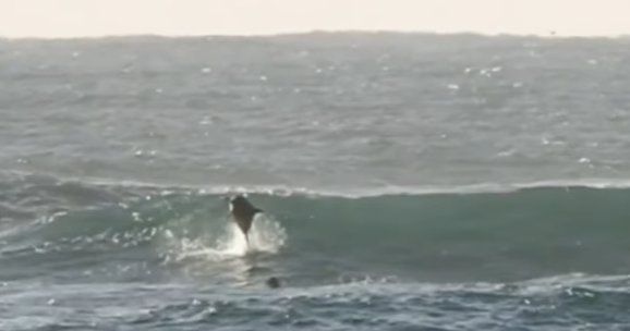 Хит сети: выпрыгнувший из воды дельфин едва не убил серфера. Видео