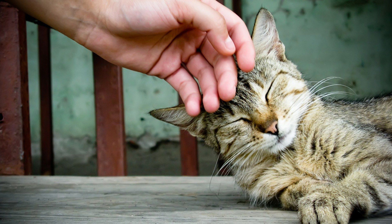 Массово гибнут кошки: киевляне бьют тревогу